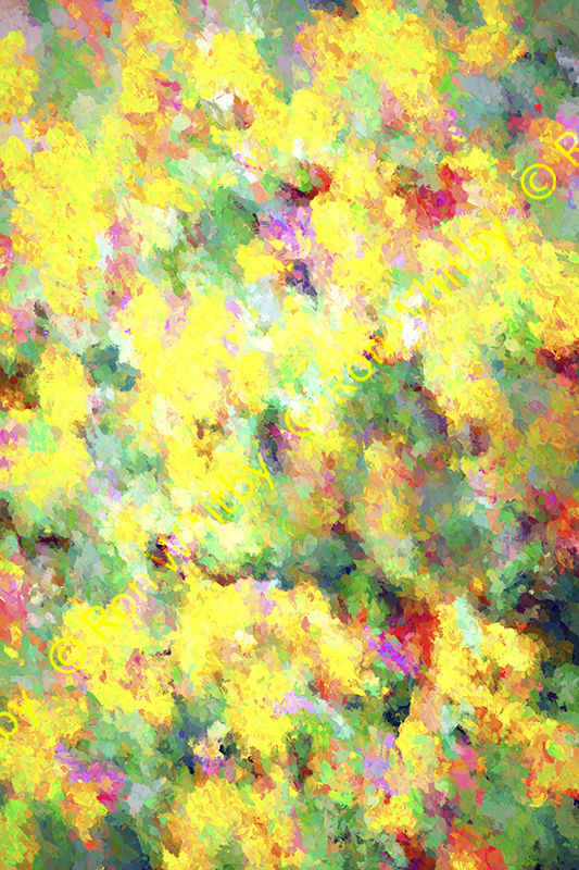 Summer Flowers - Aigues Mortes